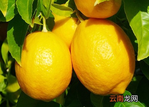 檸檬上市時(shí)間,檸檬上市時(shí)間，全面指南