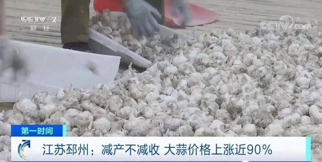 邳州大蒜今日行情更新，新鮮市場動(dòng)態(tài)解析