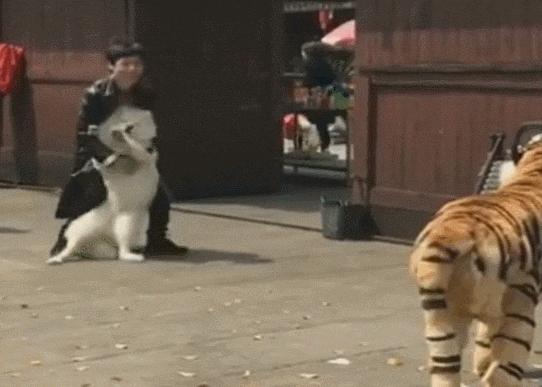 比格犬價(jià)格揭秘，一場(chǎng)友情的溫馨旅程開(kāi)啟愛(ài)與忠誠(chéng)的旅程