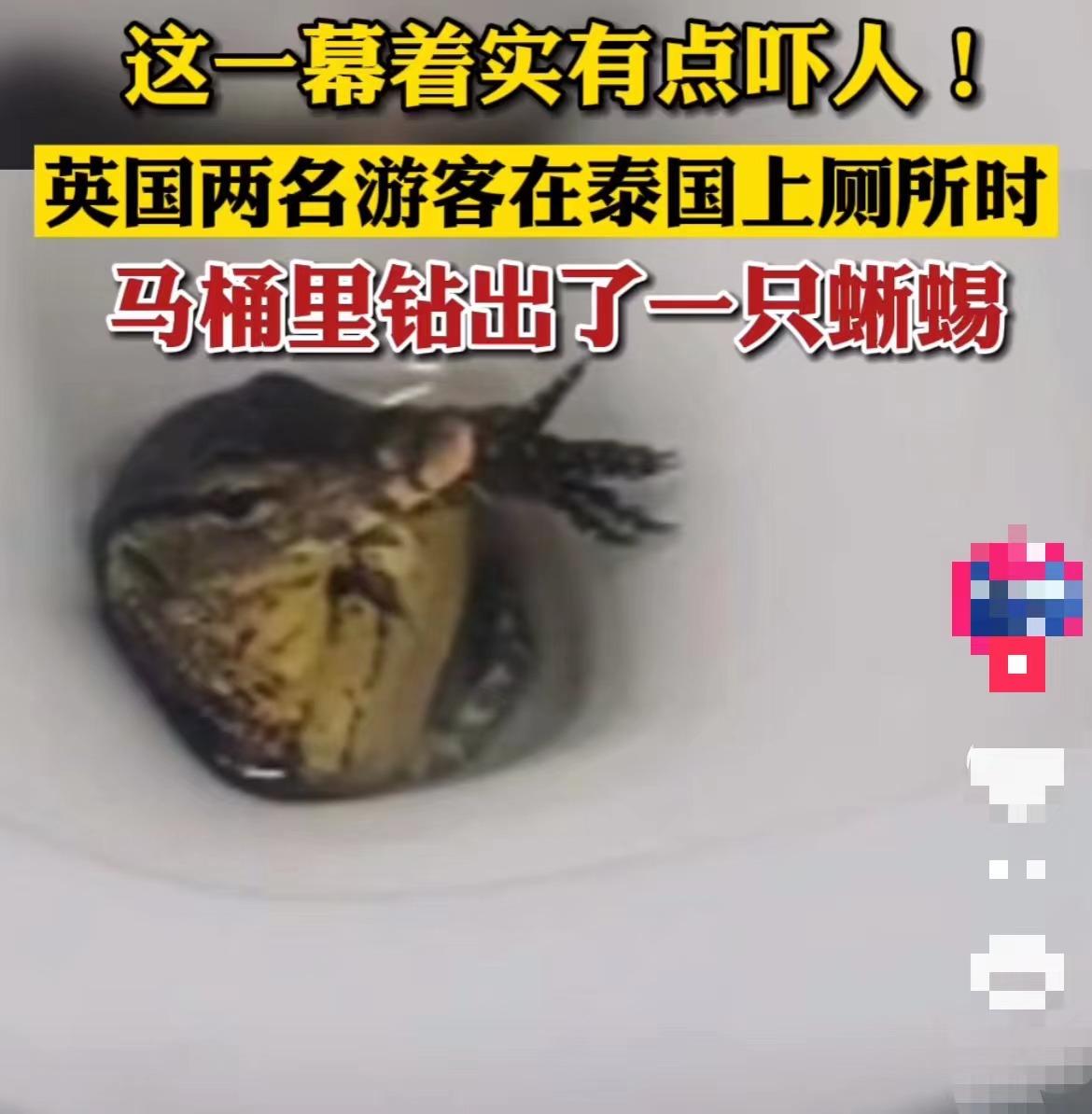 最新蛇咬事件，自然探險(xiǎn)之旅遭遇意外危機(jī)