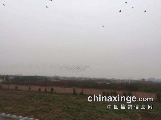 賽威公棚科技革新突破，未來高科技產(chǎn)品重塑體驗新紀元