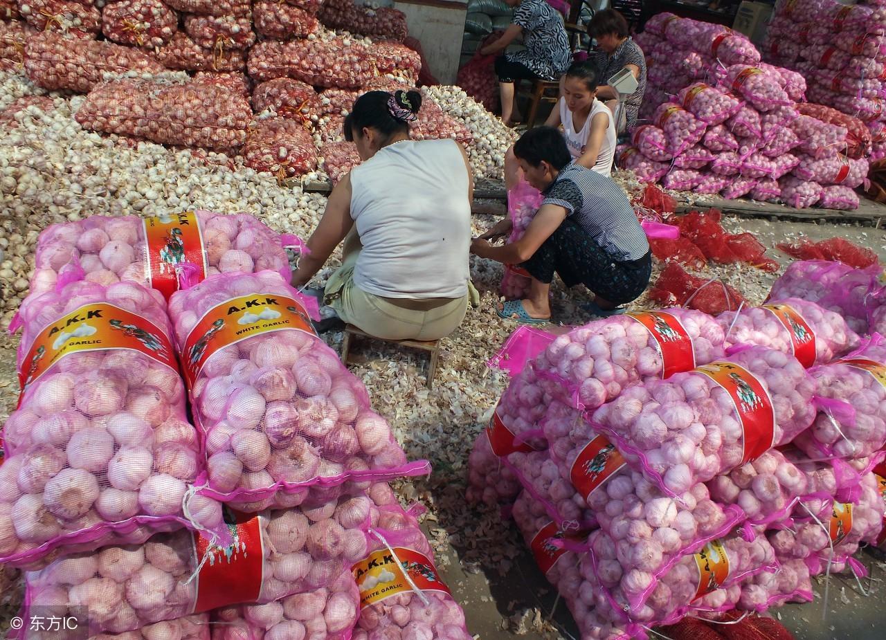 今日大蒜行情深度解析與預(yù)測(cè)