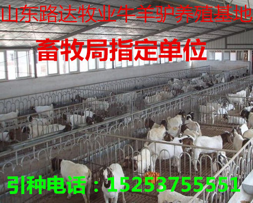 羊苗最新價格及溫情小故事，友情與羊苗的牽絆
