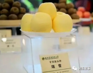 瑞陽瑞雪蘋果最新動(dòng)態(tài)更新，最新消息揭秘