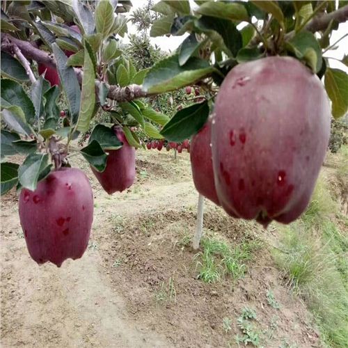 紅寶石甜蘋果最新動(dòng)態(tài)，科技前沿的甜蜜之旅揭秘